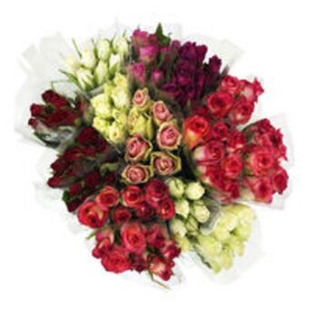 Rosor 7-pack