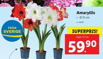 Lidl Amaryllis erbjuda