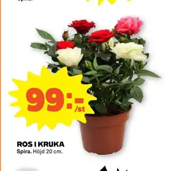Ros i kruka