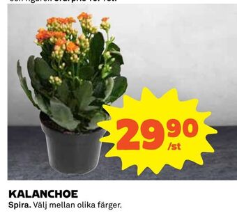 Coop Daglivs Kalanchoe erbjuda