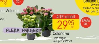 EKO Calandiva erbjuda