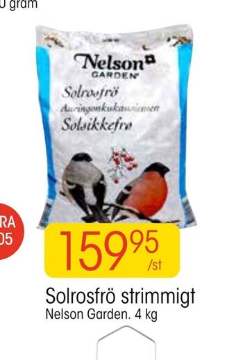 EKO Solrosfrö strimmigt erbjuda