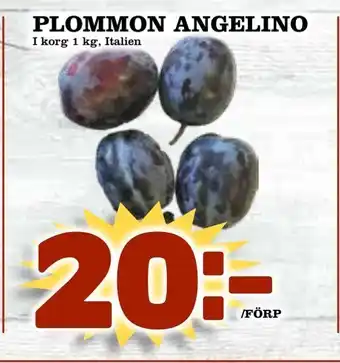 Plommon angelino