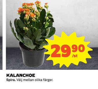 Coop Kalanchoe erbjuda