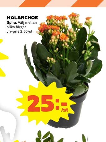 Coop Kalanchoe erbjuda