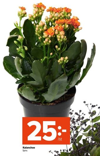 Coop Extra Kalanchoe erbjuda