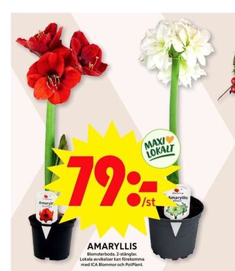 ICA Maxi Blomsterboda krukväxt erbjuda