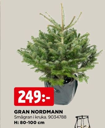 Jem&Fix Gran nordmann erbjuda
