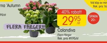 EKO Calandiva erbjuda