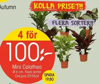EKO Mini calathea erbjuda