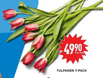 Willys Tulpaner 7-pack erbjuda