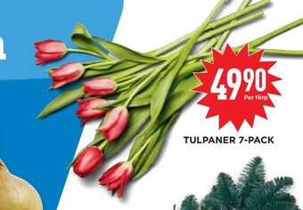 Willys Hemma Tulpaner 7-pack erbjuda