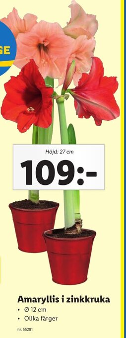 Lidl Amaryllis i zinkkruka erbjuda