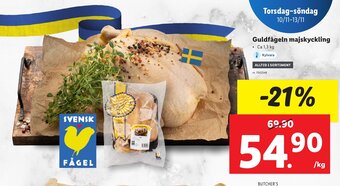 Guldfågeln majskyckling