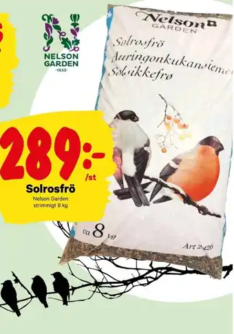 Solrosfrö Nelson Garden 8 kg