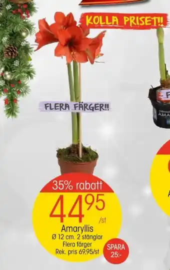 EKO Anthon berg krukväxt erbjuda