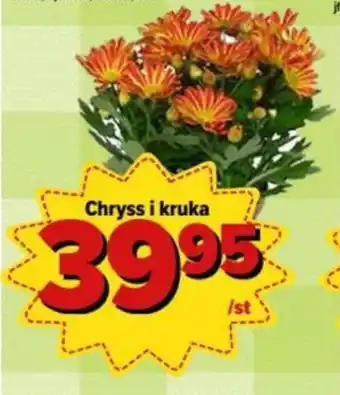 Östenssons Chryss i kruka erbjuda