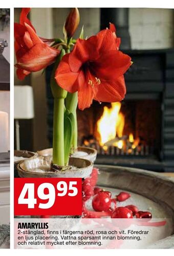 Bauhaus Amaryllis erbjuda