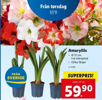 Lidl Amaryllis erbjuda