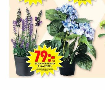 Blomsterboda Plantor