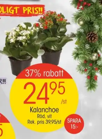 EKO Star trading krukväxt erbjuda