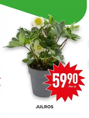 Willys Hemma Minstingen plantor erbjuda