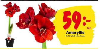City Gross Amaryllis erbjuda