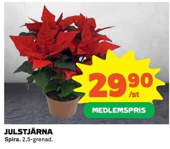 Coop Extra Julstjärna erbjuda