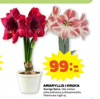 Stora Coop Amaryllis i kruka erbjuda