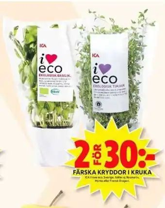 ICA Maxi ICA I Love Eco Färska Kryddor I Kruka erbjuda