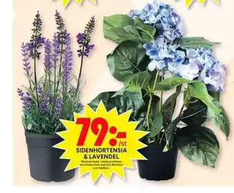 ICA Maxi Blomsterboda Sidenhortensia & Lavendel erbjuda