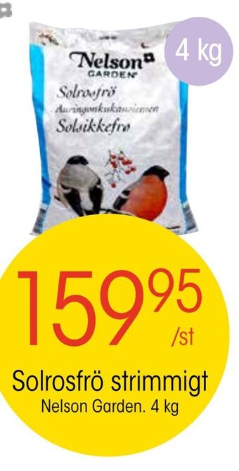 EKO Solrosfrö strimmigt erbjuda