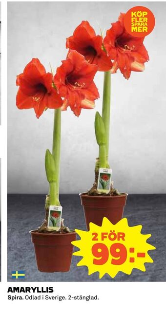 Coop Amaryllis erbjuda