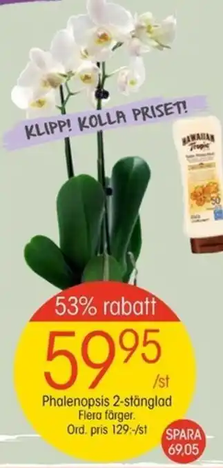 EKO Phalenopsis 2-stänglad Flera färger erbjuda