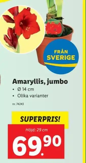 Lidl Amaryllis, Jumbo erbjuda
