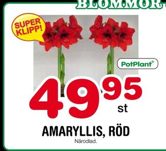 Nya Pulsen Amaryllis, röd erbjuda