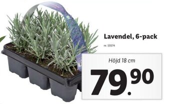 Lidl Lavendel, 6-pack erbjuda