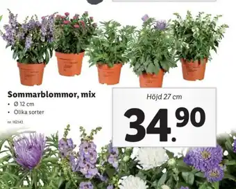 Lidl Sommarblommor, mix Ø 12cm erbjuda