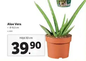 Lidl Aloe Vera Ø 10,5cm erbjuda