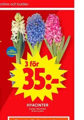 ICA Maxi Krukväxt erbjuda