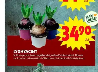 Lg krukväxt