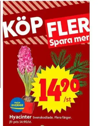 Dove krukväxt