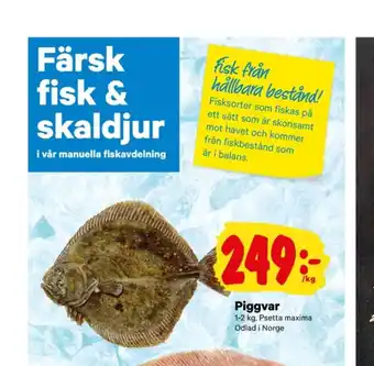 City Gross Carlton piggvar erbjuda