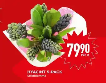 Willys Hyacint 5-pack erbjuda