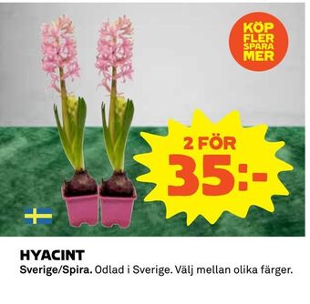 Coop Hyacint erbjuda