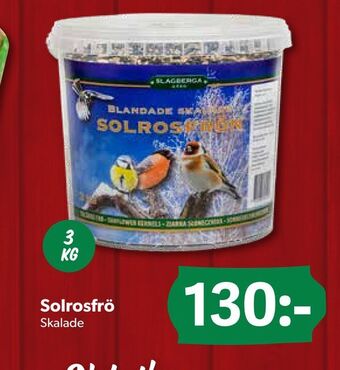 Solrosfrö