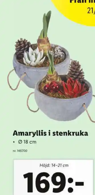 Lidl Amaryllis I stenkruka erbjuda