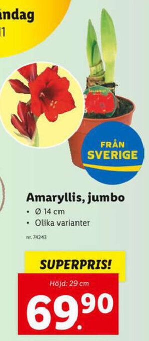 Lidl Amaryllis, jumbo erbjuda