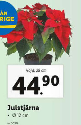 Lidl Julstjärna erbjuda