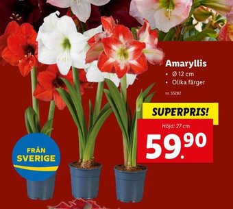 Lidl Amaryllis erbjuda